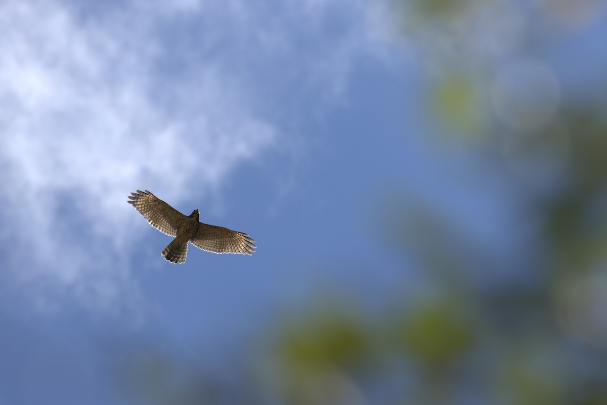 Red-shouldered Hawk - ML640191855