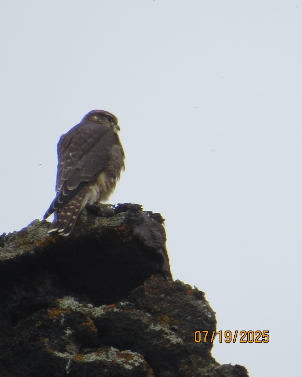 Merlin - ML640191894