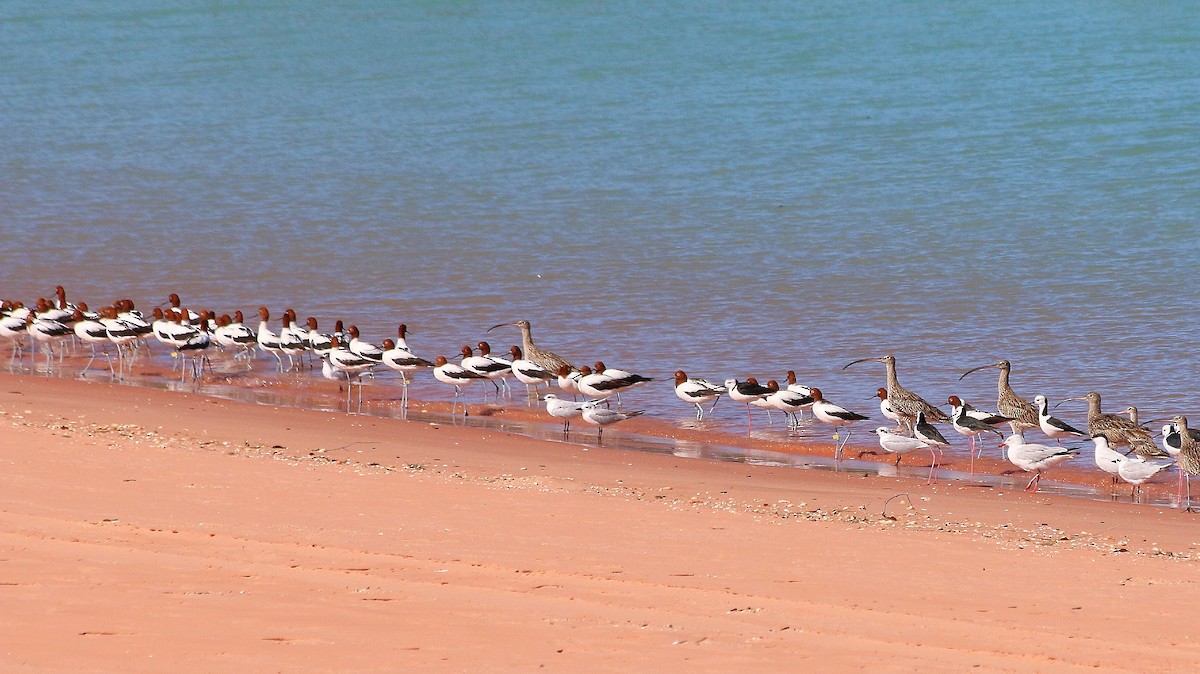 Avocette d'Australie - ML640191936