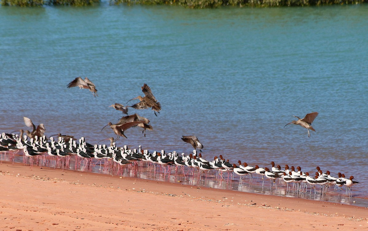 Avocette d'Australie - ML640191950