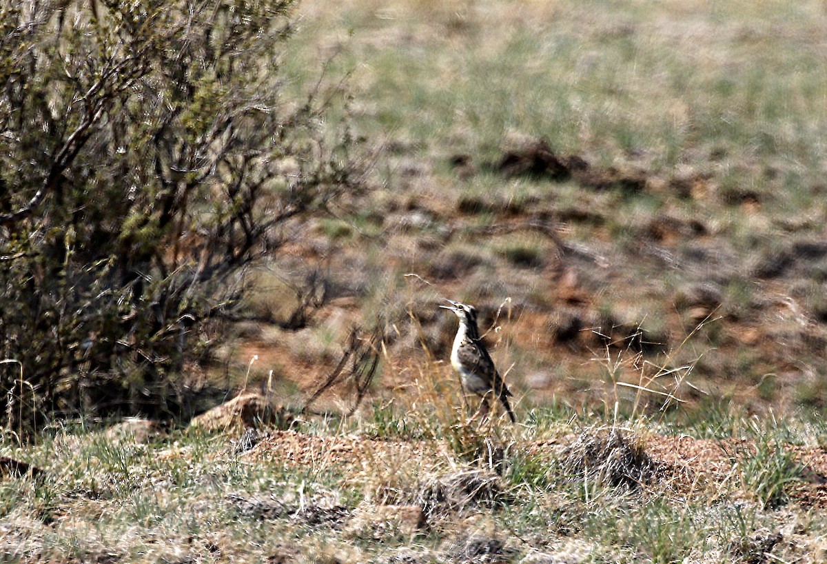 Chihuahuan Meadowlark - ML640191958