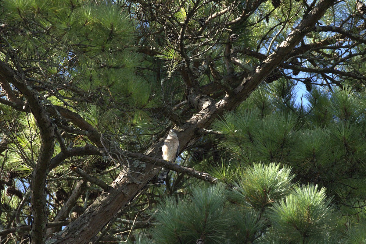 Cooper's Hawk - ML640191969