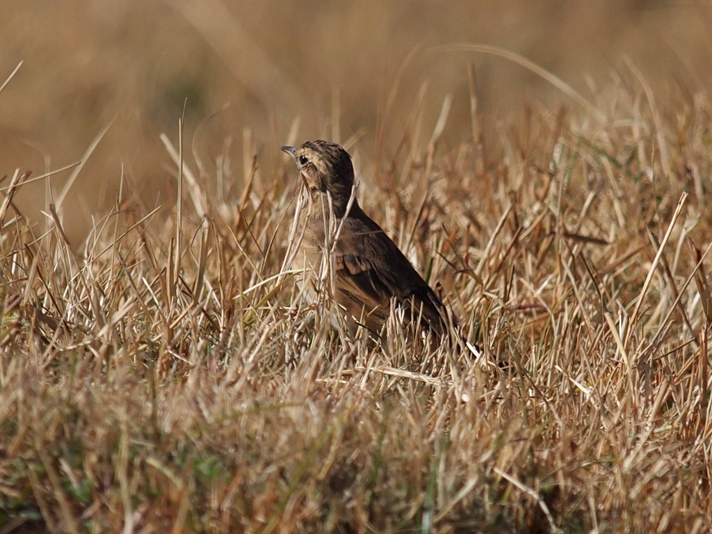 Red-throated Pipit - ML640191987