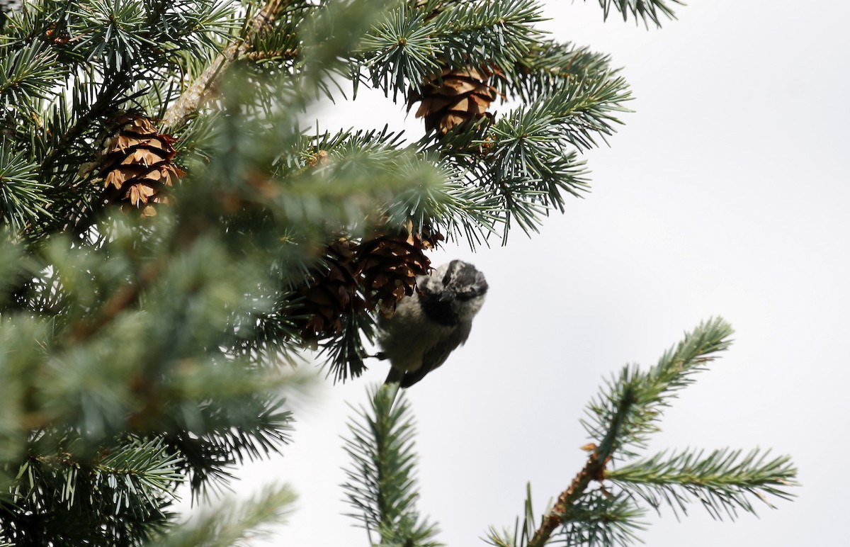 Mountain Chickadee - ML640192006