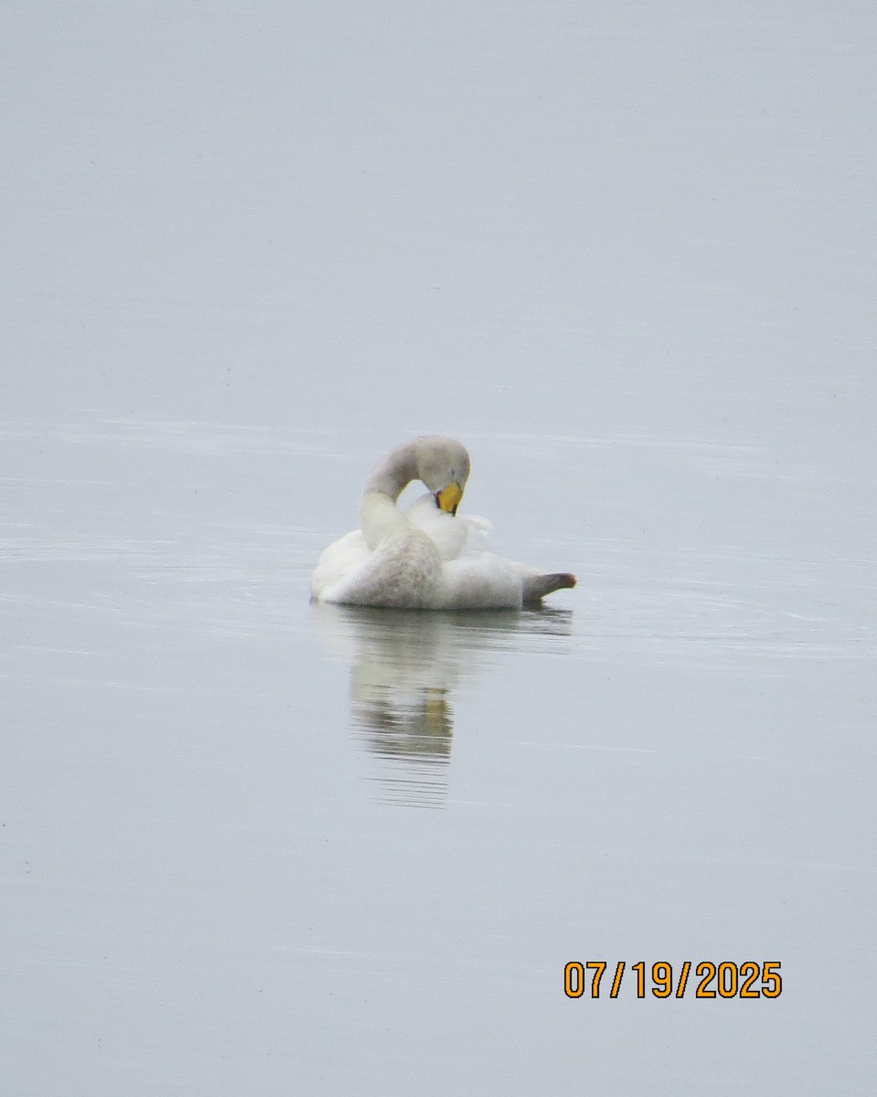 Whooper Swan - ML640192011