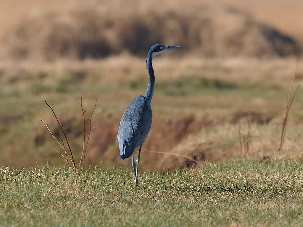 Black-headed Heron - ML640192013