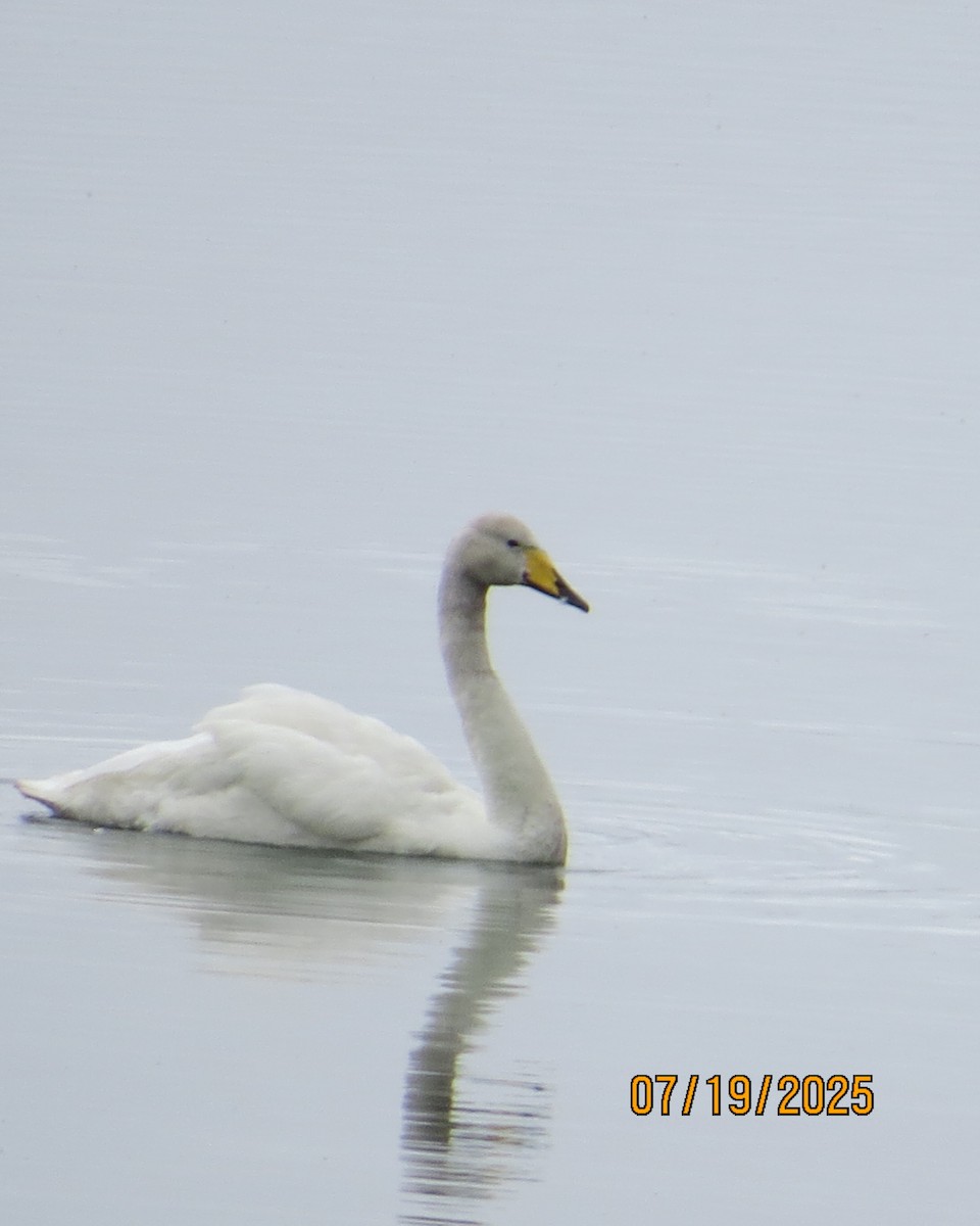 Whooper Swan - ML640192014