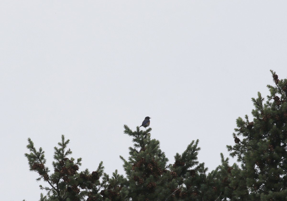 Western Bluebird - ML640192016