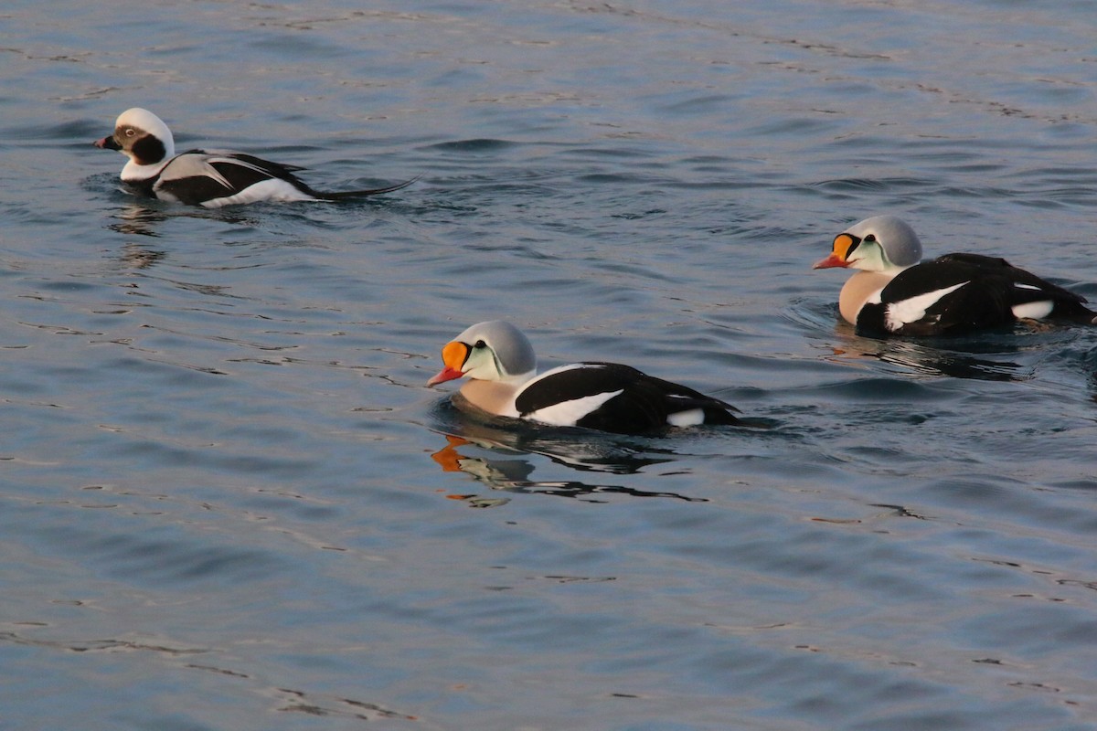 King Eider - ML640192037