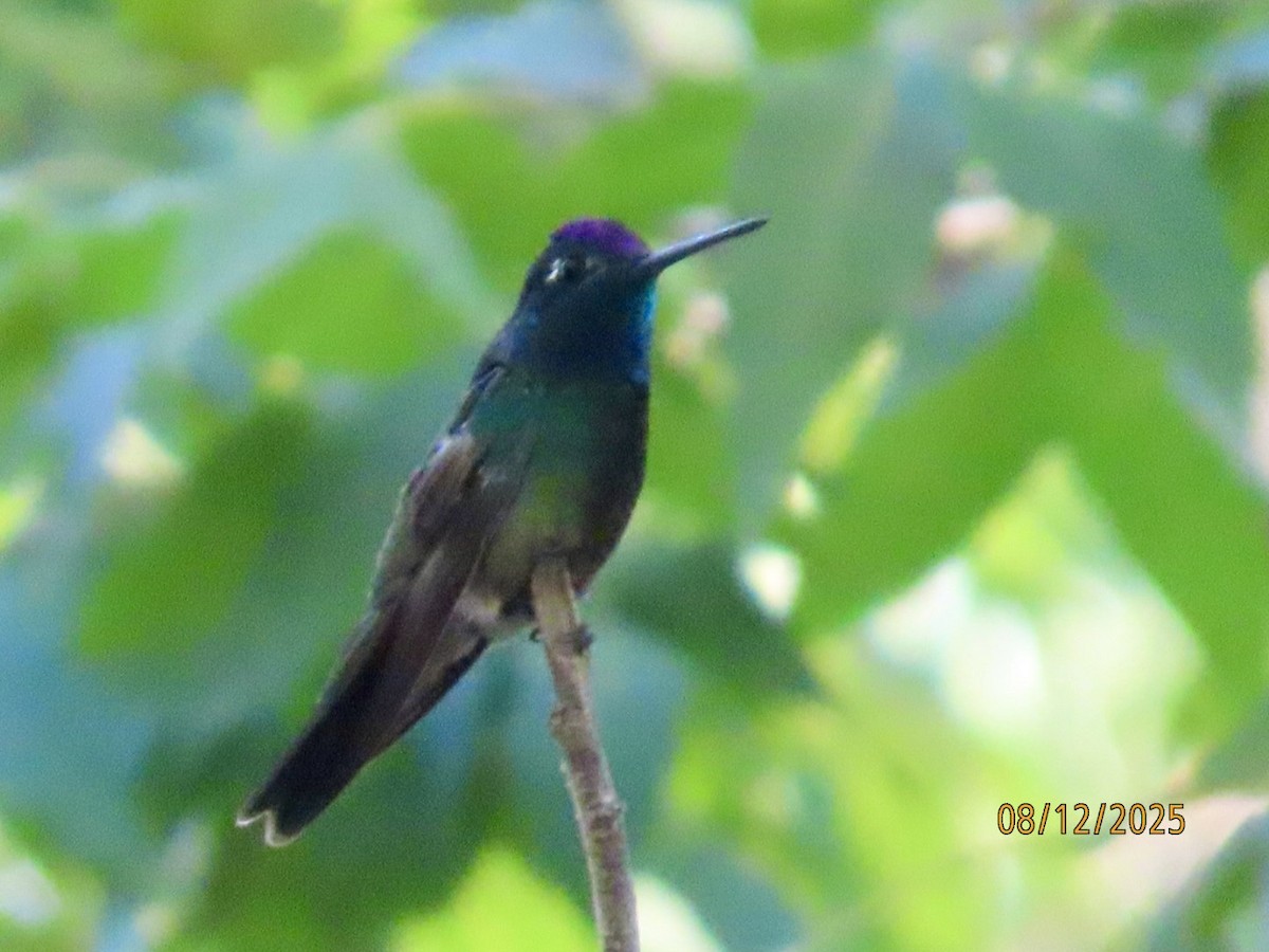 Rivoli's Hummingbird - ML640192065