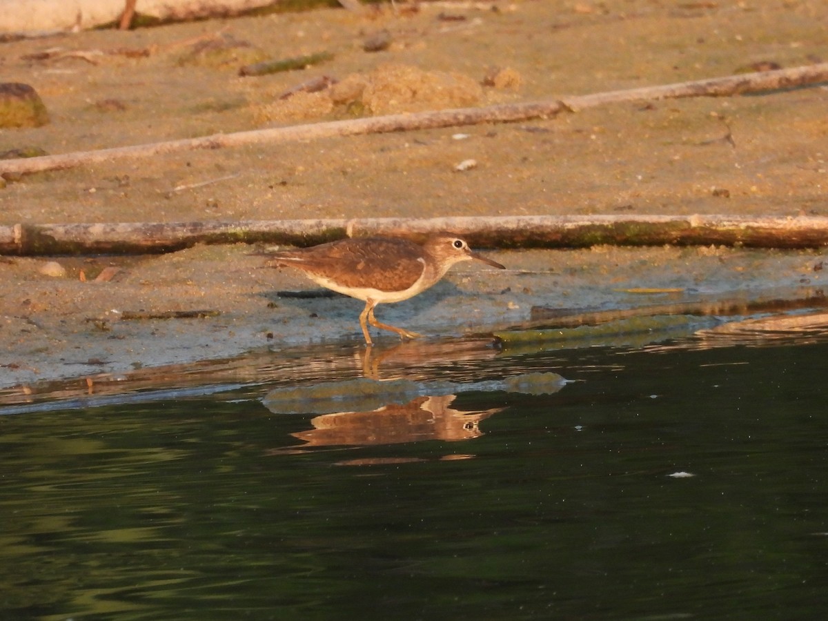 Common Sandpiper - ML640192081
