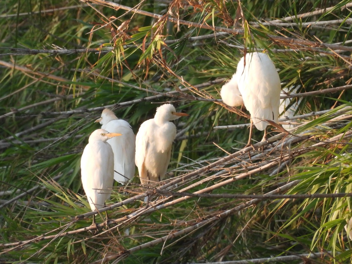 Western Cattle-Egret - ML640192091