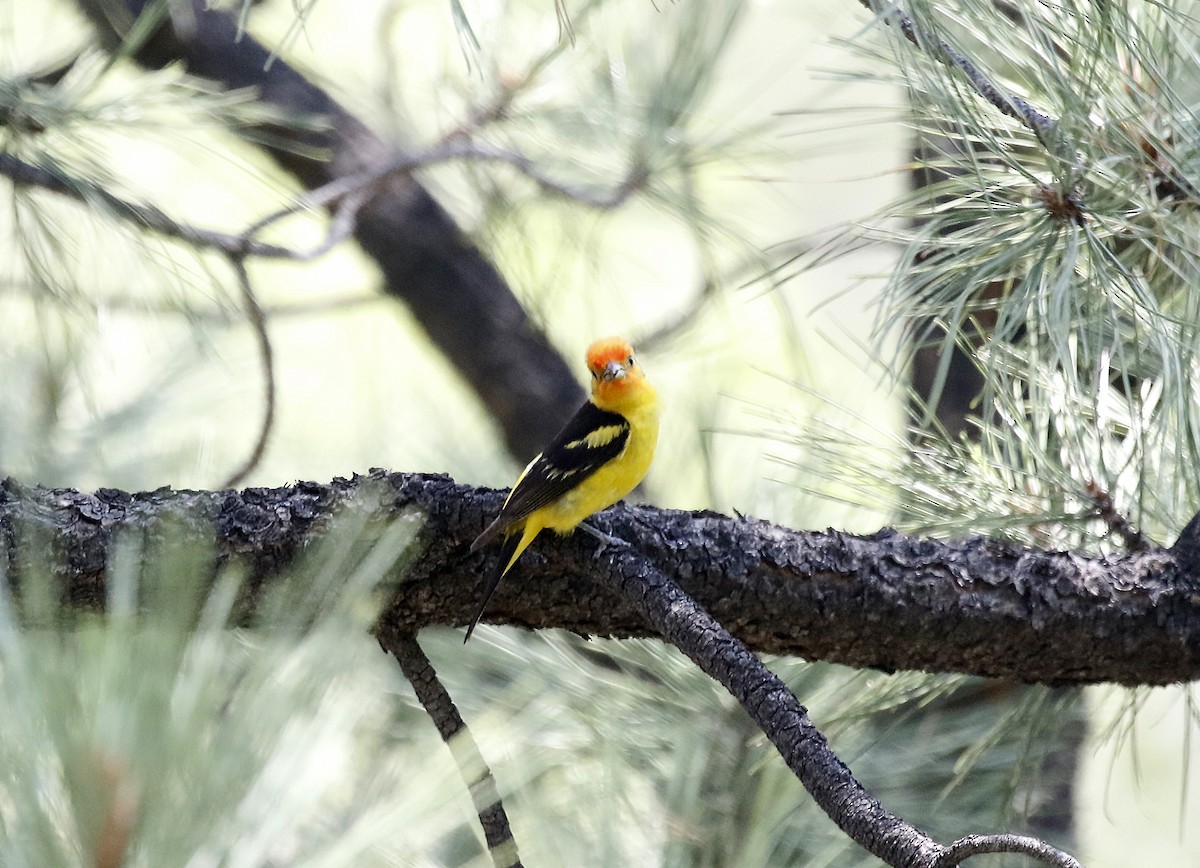 Western Tanager - ML640192092