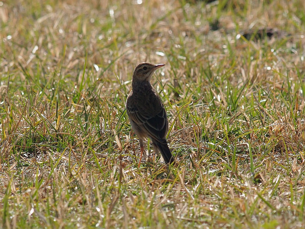 African Pipit - ML640192096