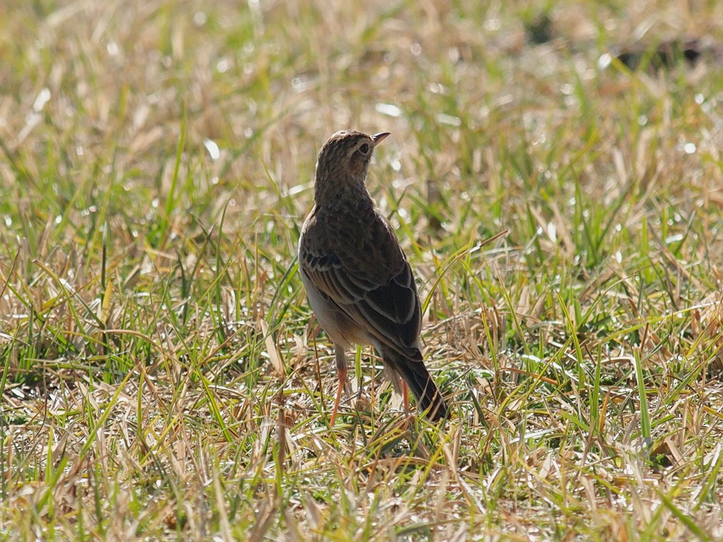 African Pipit - ML640192097