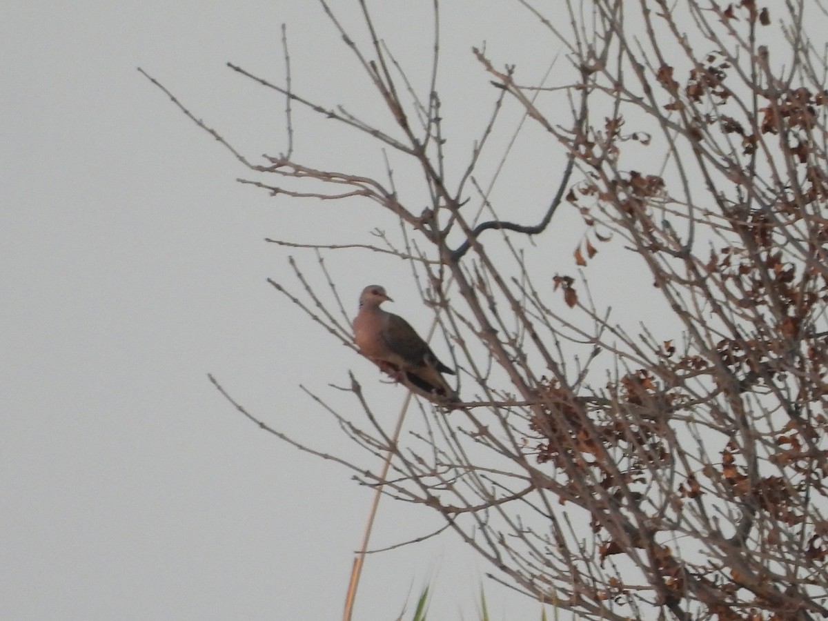European Turtle-Dove - ML640192106