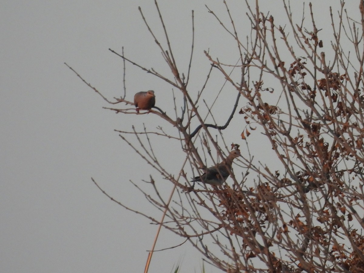 European Turtle-Dove - ML640192107