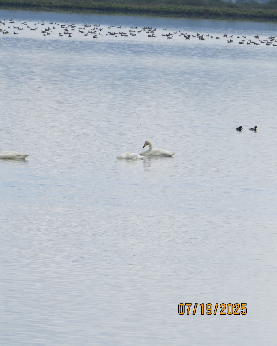 Whooper Swan - ML640192112