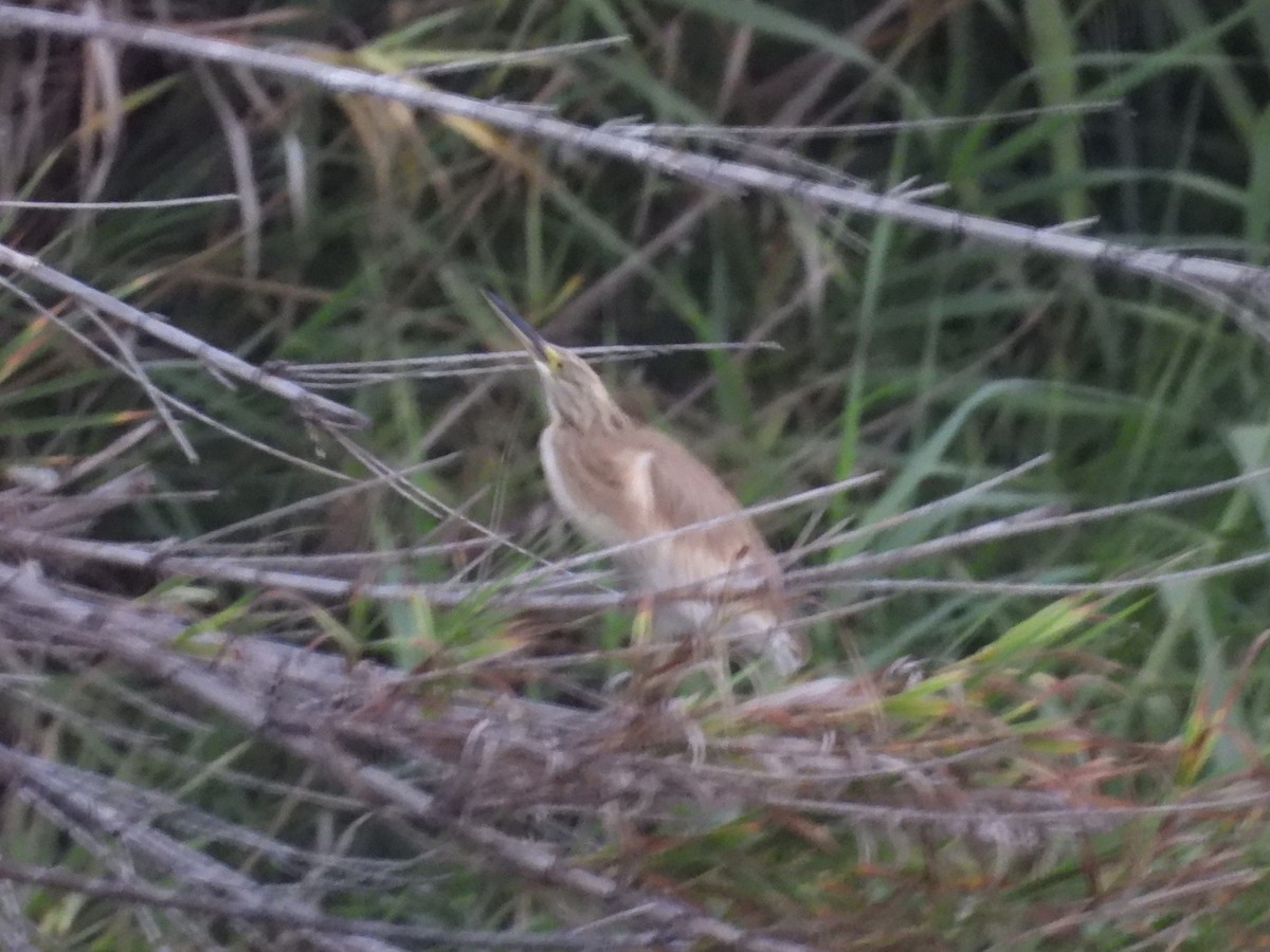Squacco Heron - ML640192135
