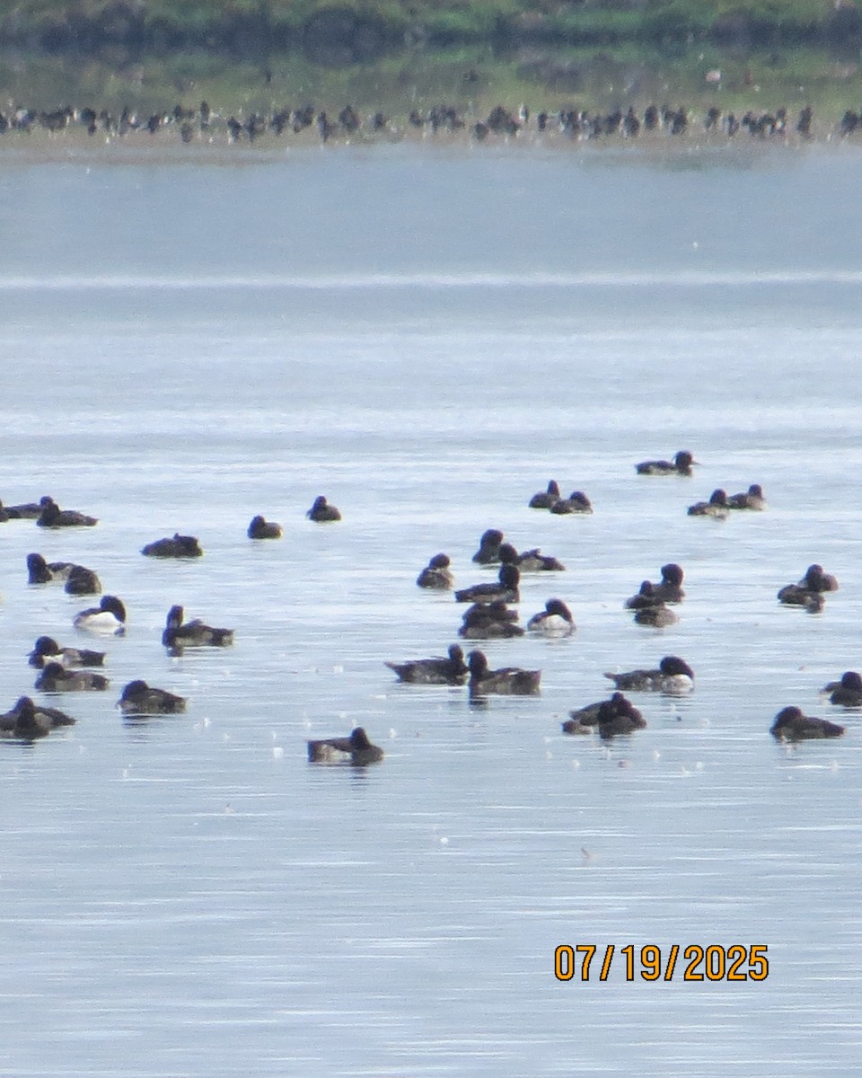 Tufted Duck - ML640192138