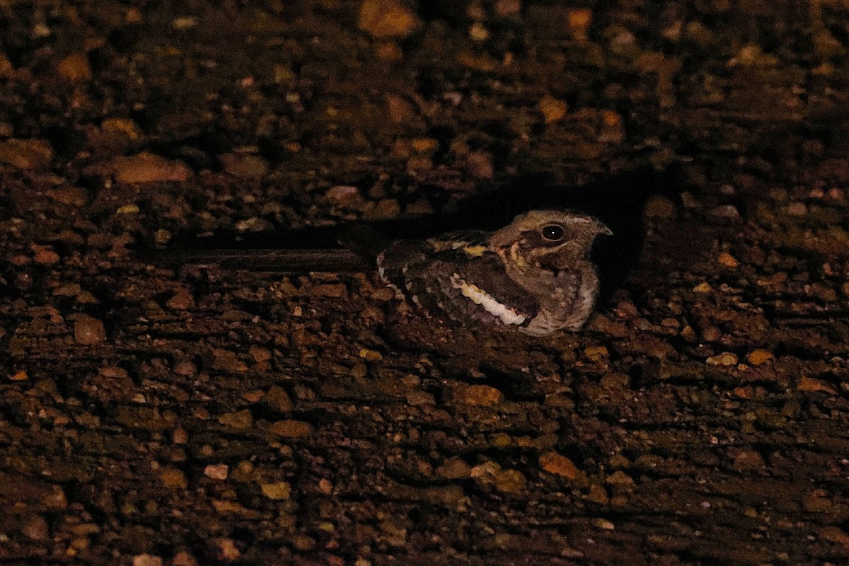 Long-tailed Nightjar - ML640192191
