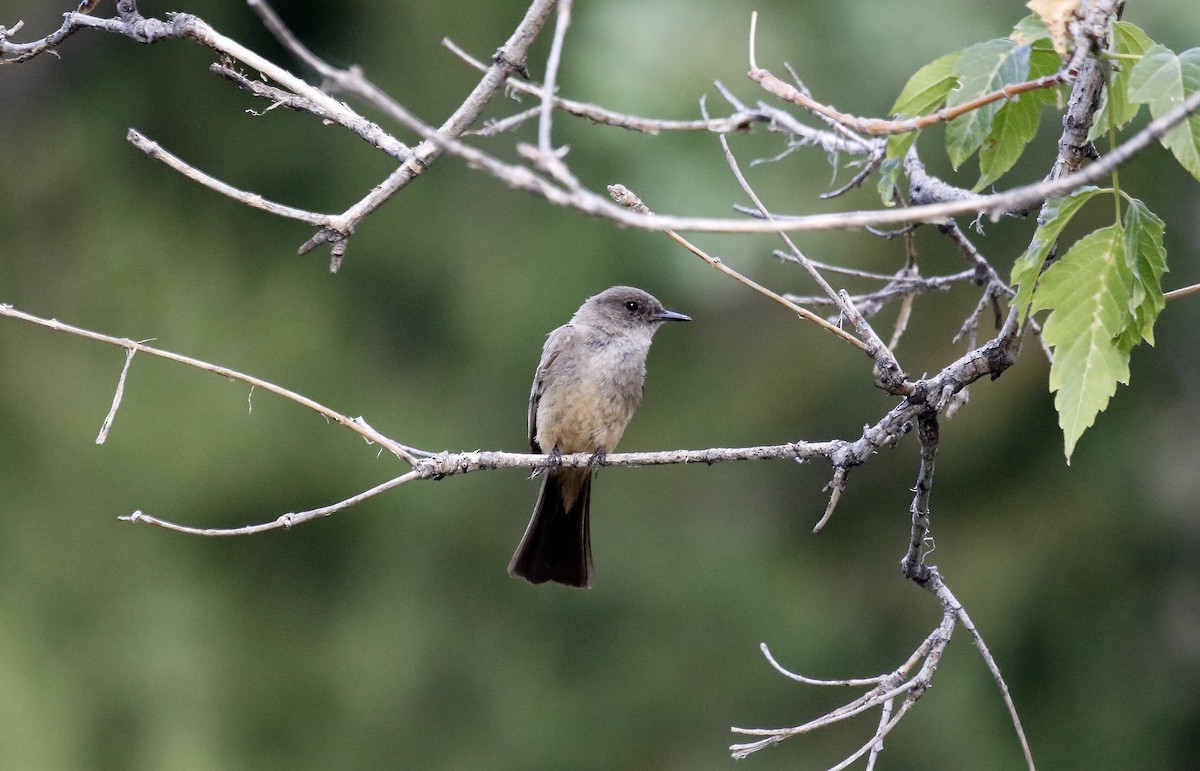 Say's Phoebe - ML640192207