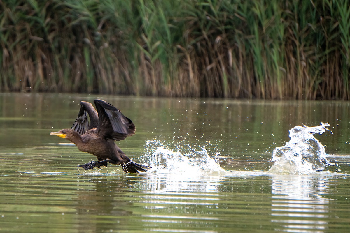 Double-crested Cormorant - ML640192217