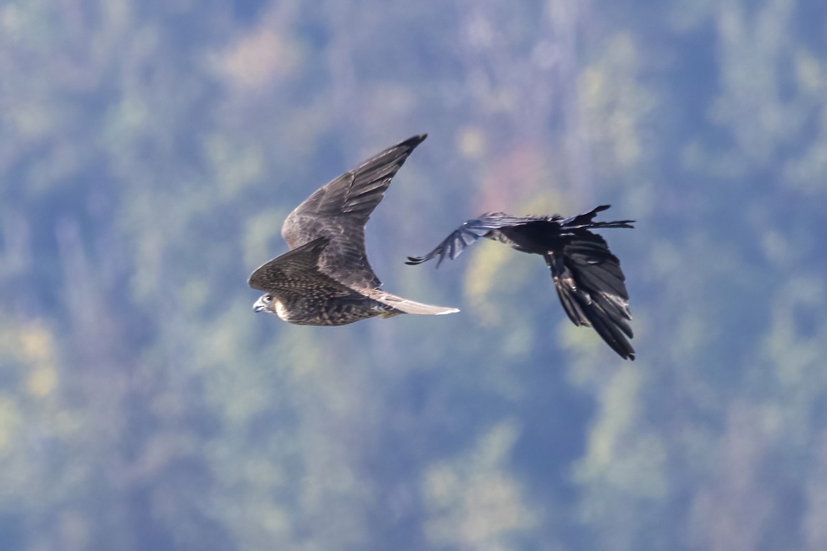 Peregrine Falcon - ML640192219