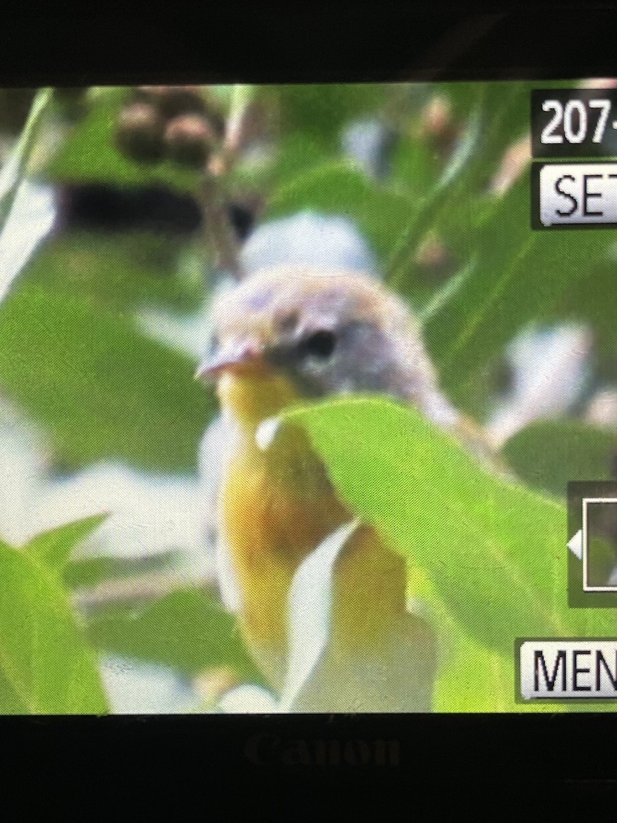 Northern Parula - ML640192248