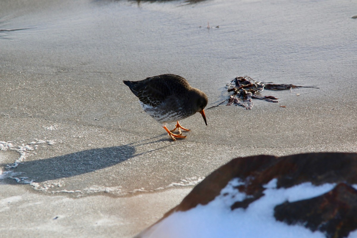 Purple Sandpiper - ML640192266