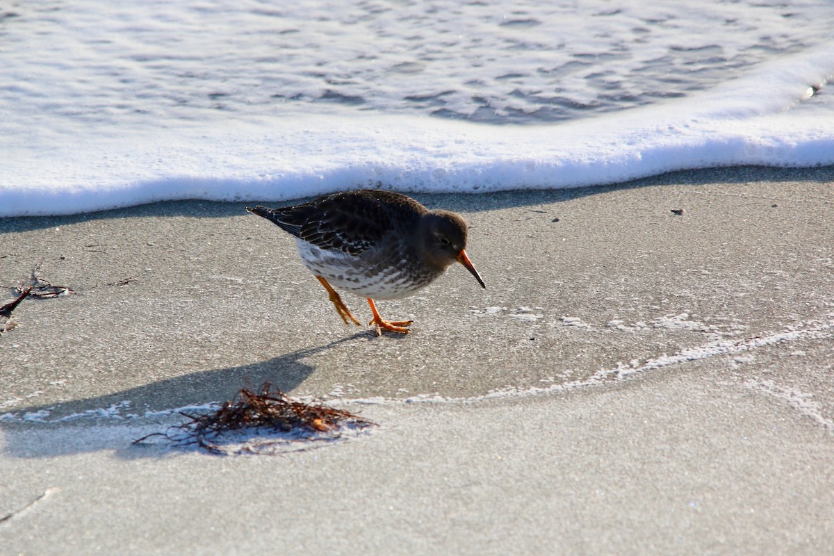 Purple Sandpiper - ML640192267
