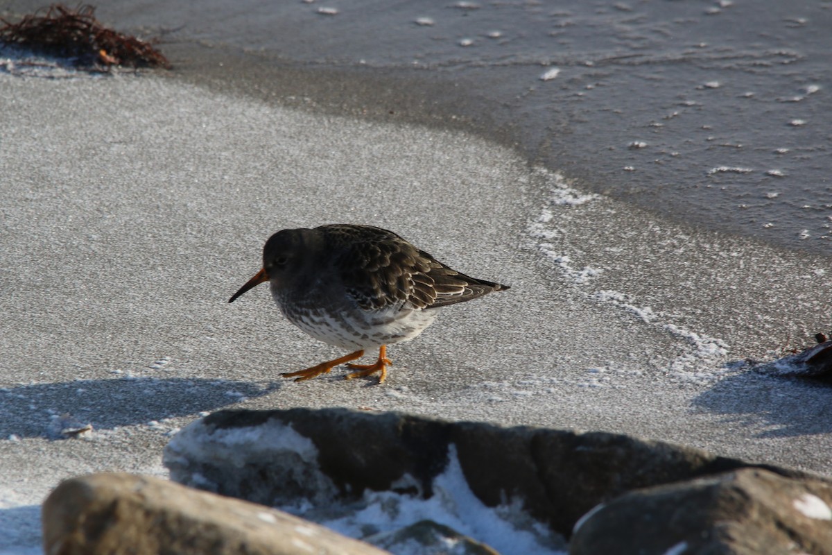 Purple Sandpiper - ML640192268