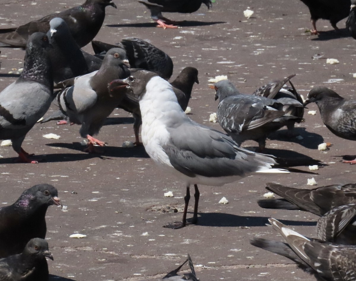 Laughing Gull - ML640192306