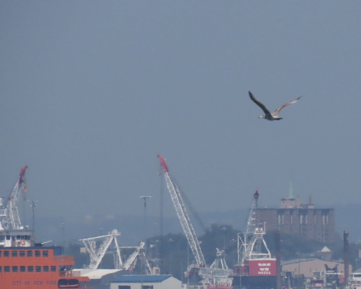 American Herring Gull - ML640192316