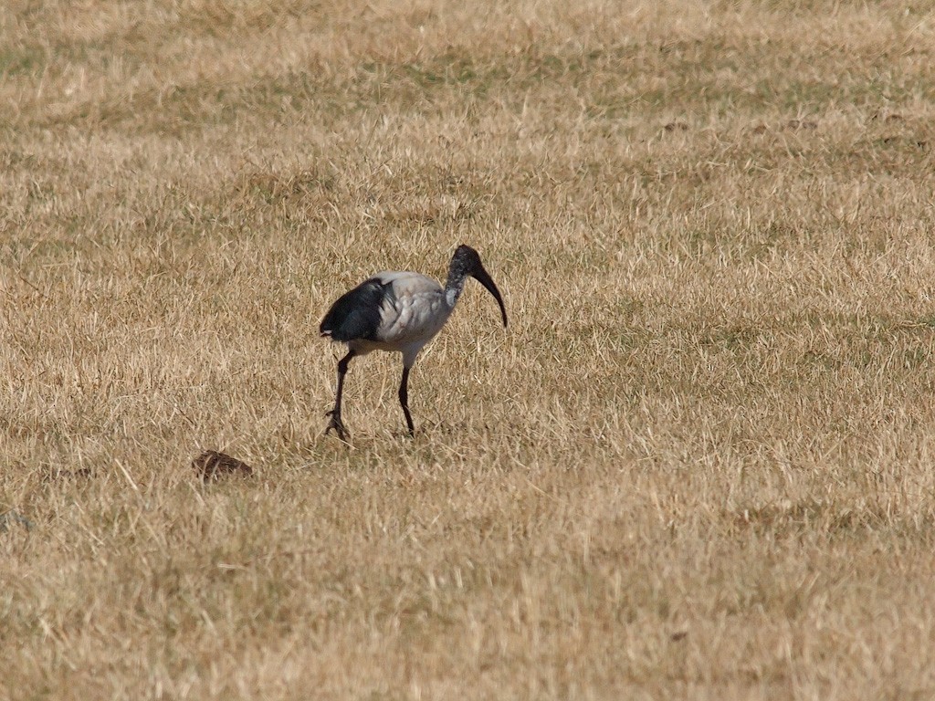 African Sacred Ibis - ML640192323