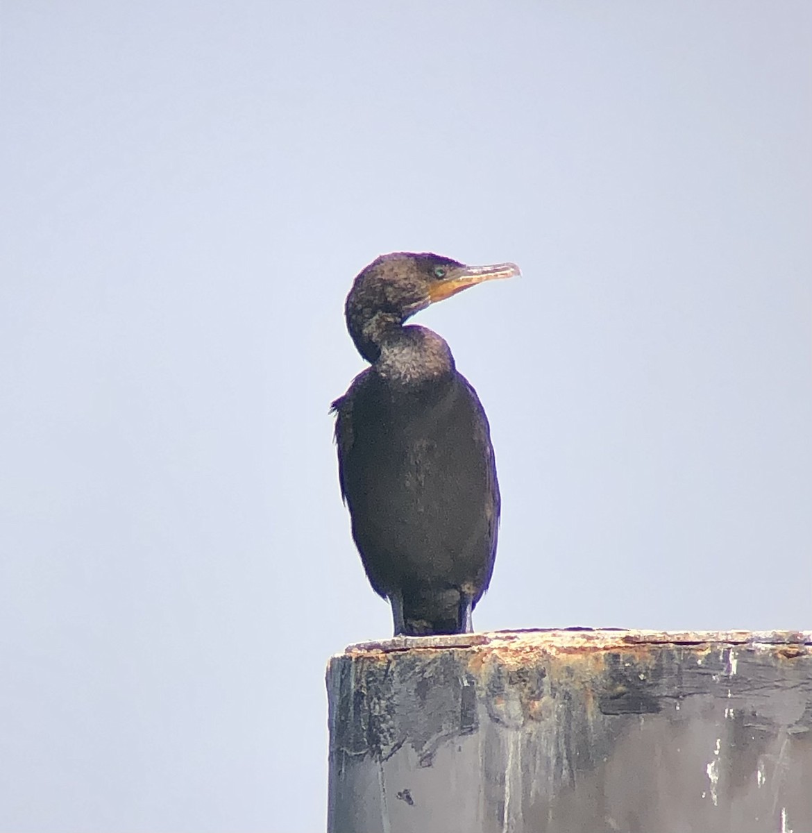 Double-crested Cormorant - ML640192325