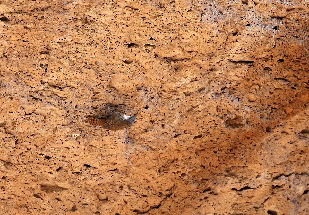 Canyon Wren - ML640192327