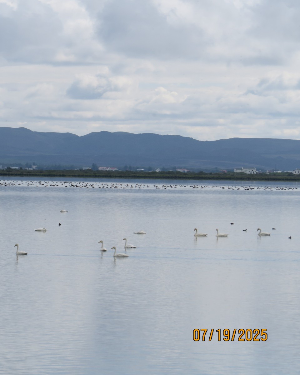 Whooper Swan - ML640192335