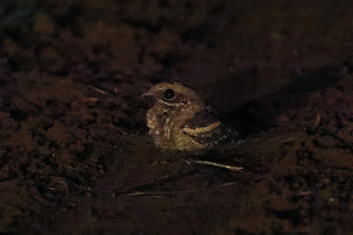 Long-tailed Nightjar - ML640192340