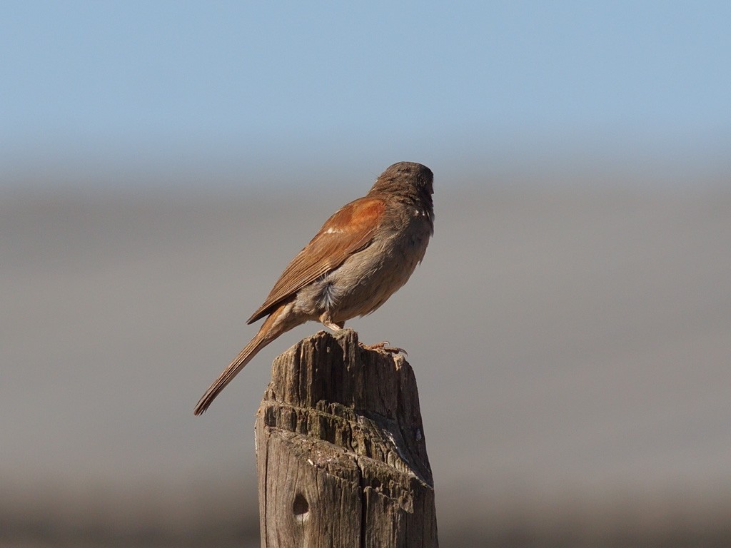 Swainson's Sparrow - ML640192344
