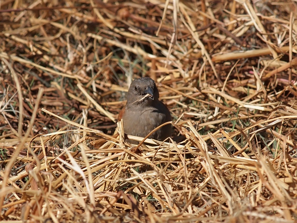 Swainson's Sparrow - ML640192345