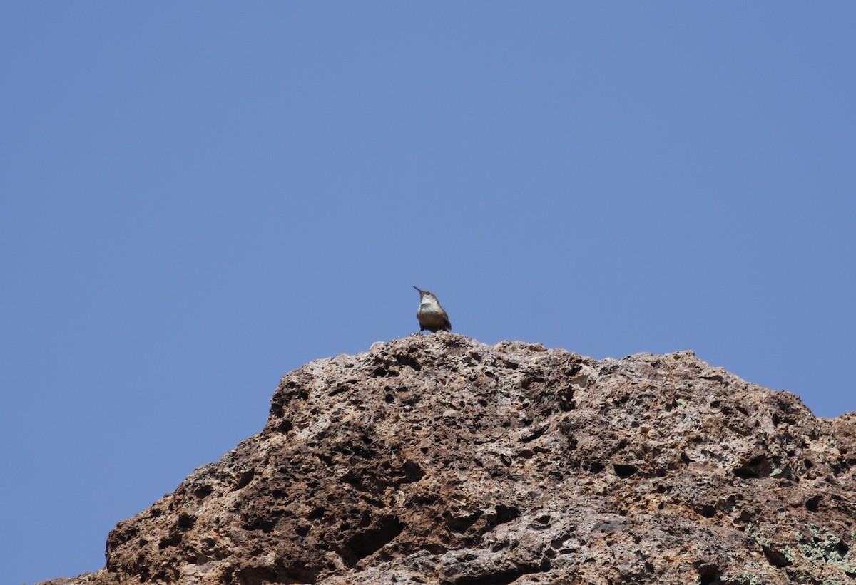 Canyon Wren - ML640192358