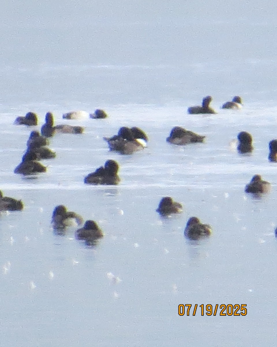 Tufted Duck - ML640192364