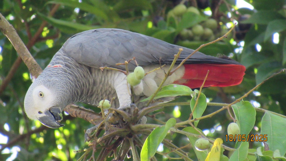 Gray Parrot - ML640192389