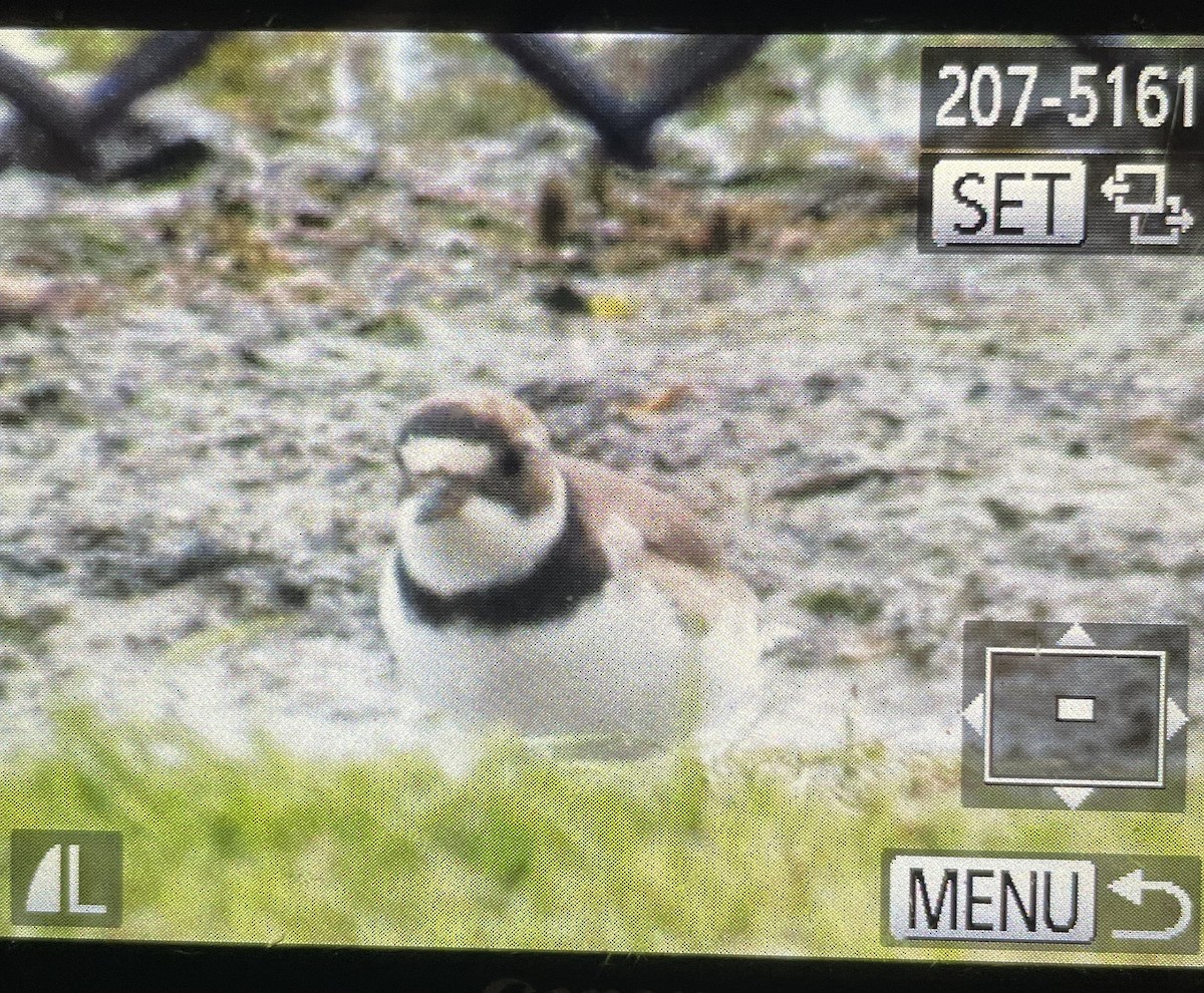 Semipalmated Plover - ML640192391