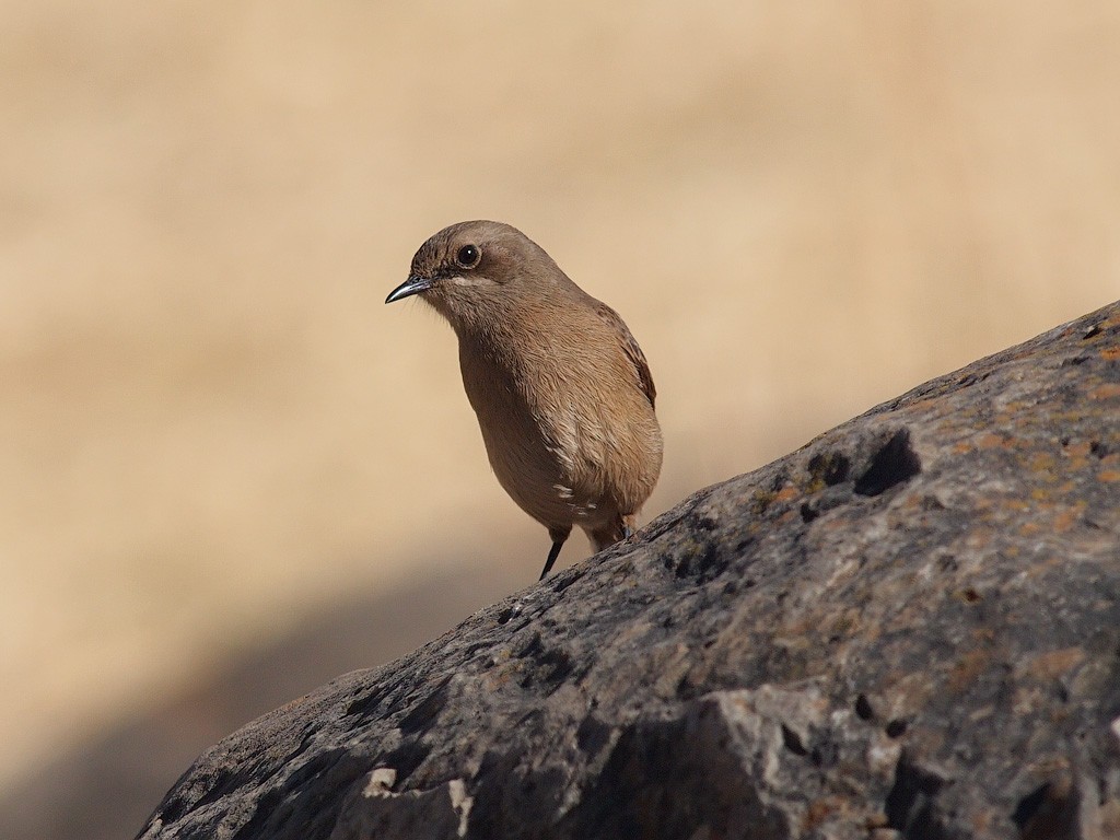 Moorland Chat - ML640192398