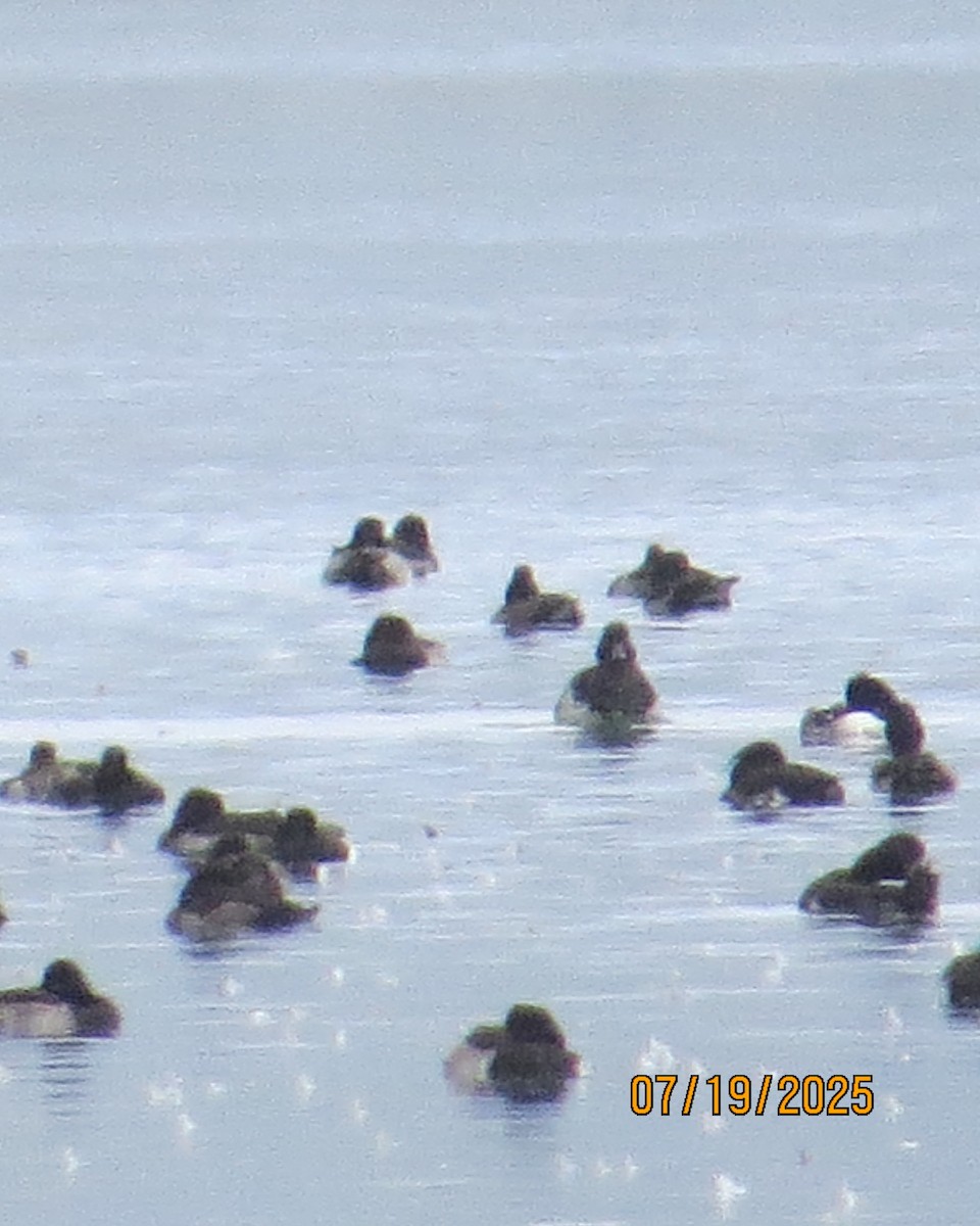 Tufted Duck - ML640192402