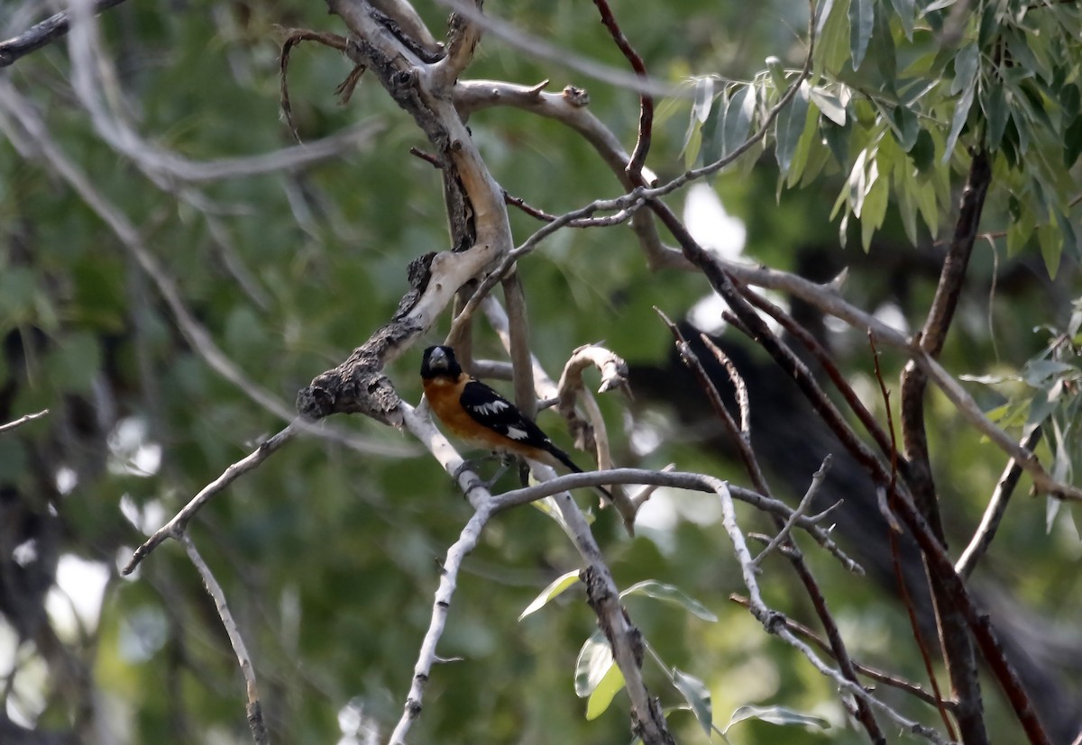 Black-headed Grosbeak - ML640192403