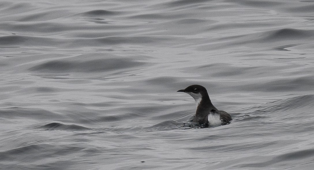 Craveri's Murrelet - ML640192420