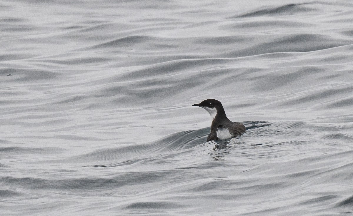 Craveri's Murrelet - ML640192421